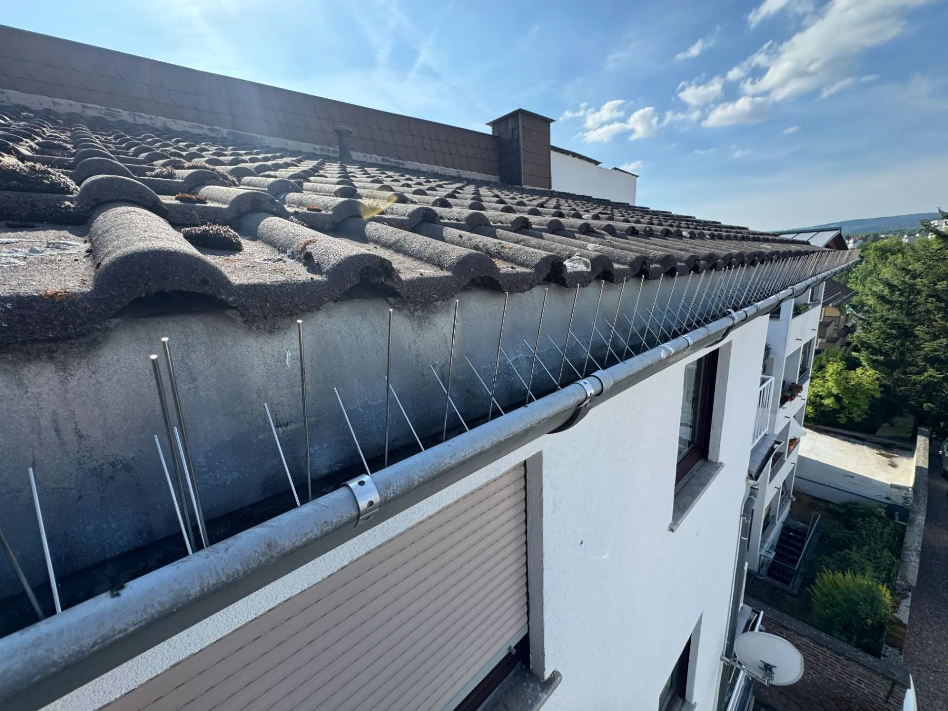 Vogelabwehr Spikes Dachrinne Mehrfamilienhaus Rhein-Main RELTRO